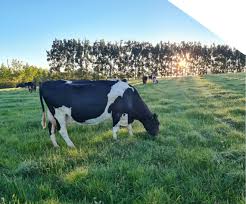Livestock advisory services