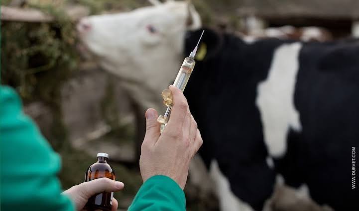 Animal vaccination